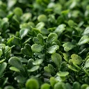 Garden Accessory GRN 101[3].webp