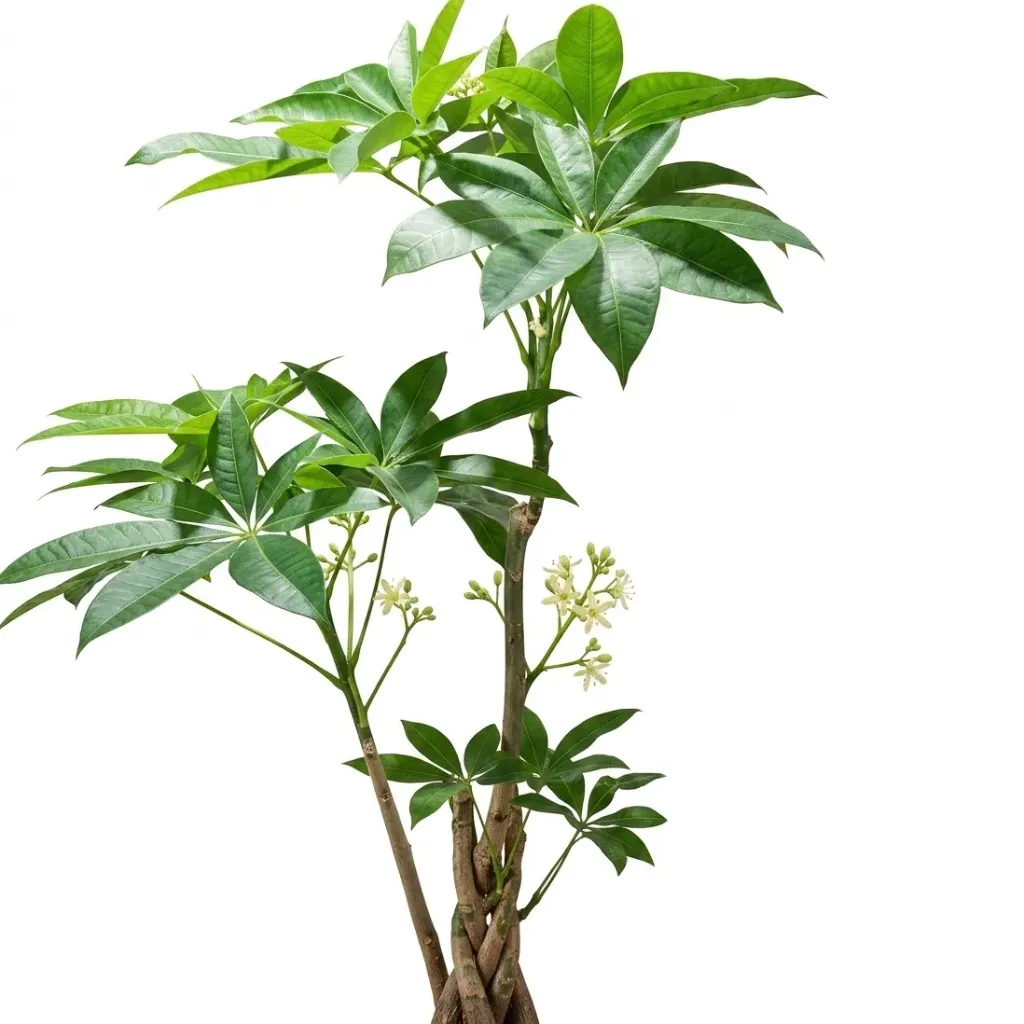اكسسوارات كول GY-18